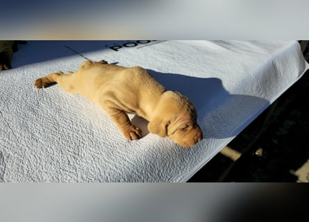 Magyar Vizsla Welpe