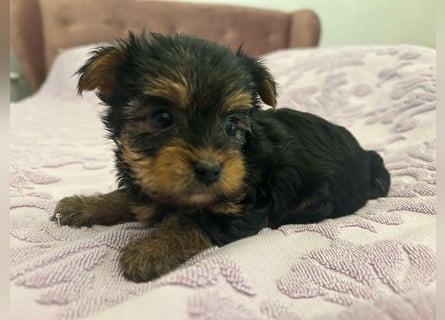 Reinrassige, bezaubernd schöne Yorkshire Terrier Welpen zu verkaufen