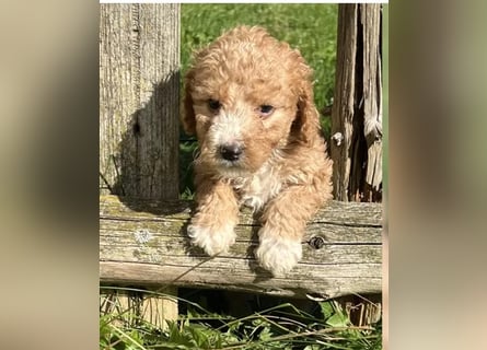 Mini Goldendoodel Welpen F3 - abzugeben ab Ende Oktober