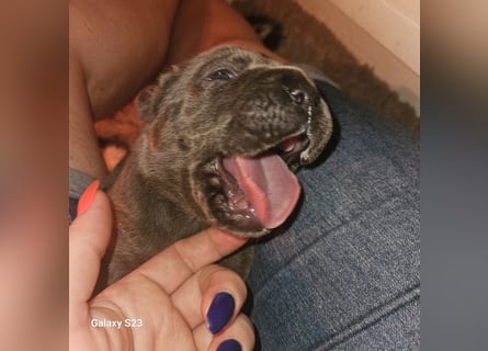 Cane Corso Italiano Welpen