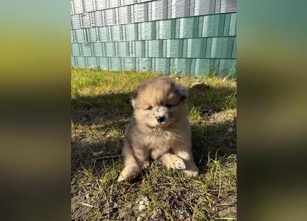 Pomeranian / Zwergspitz Rüde Pluto