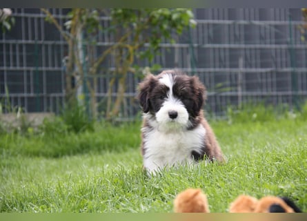 Bearded Collie Welpen, wir sind bereit für die Welt!