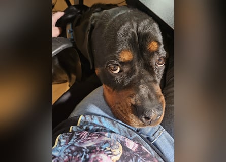 Rottirüde (20 Monate) sucht neues Zuhause
