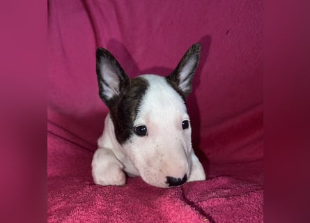 Miniatur Bullterrier Idefix