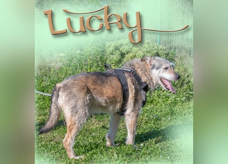 Lucky – mit Handicap