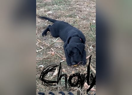 Schwarze Labrador-Labrador/Apenzeller Welpen