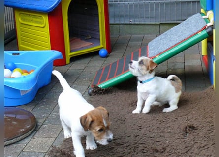 2 rassetypische Jack russell Terrier Rüdenwelpen 3 Monate alt