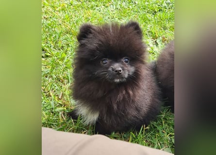 Unser sehr kleines Pomeranian Zwergspitz Mädel "Yulie" sucht Kuschelpartner