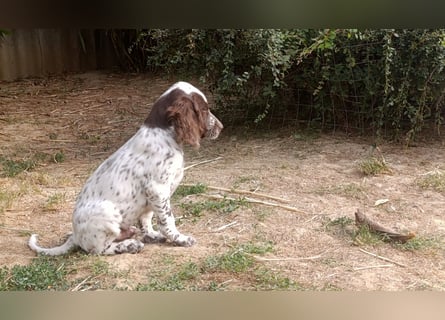 English setter Rüde Welpe