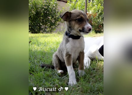 Biscuit, Casper, Pearl, Lily und Dove  suchen ihre Familie ab Oktober