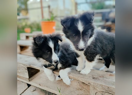 Sheltie 's wahre Seelenhunde