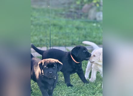 Zuckersüße Labrakita Welpen suchen ihr neues Zuhause!