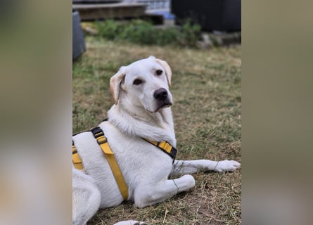 Wayne: Familienhund und treuer Begleiter