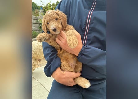 Goldendoodle F1b Welpen F1bb -apricot hell dunkel