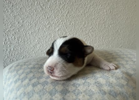 Rüde, tricolor, rauhaarig