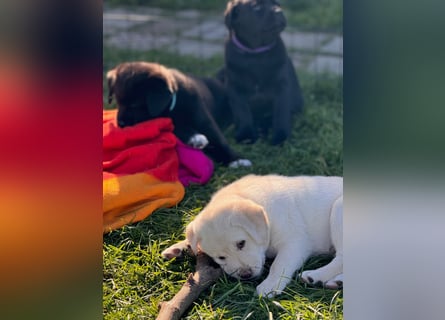 Zuckersüße Labrakita Welpen suchen ihr neues Zuhause!