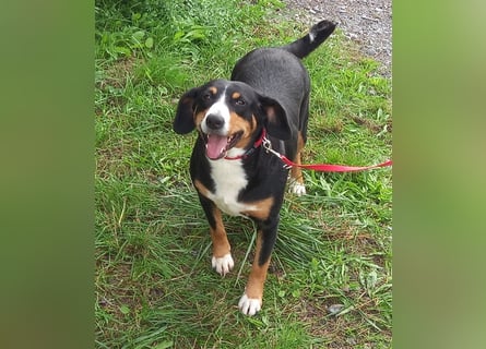 Entlebucher Sennenhund-Welpen "vom Zwergenstübchen" mit Ahnentafel