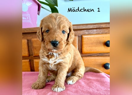 Cockerpoo / Cockapoo Welpen