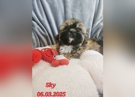 Unsere reinrassige Shih Tzu Hündin Sky sucht ab mitte Mai noch ihr neues Zuhause