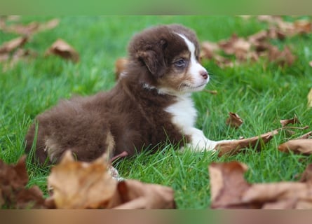 Traumhafte Mini Australian Shepherd Welpen suchen ab sofort ein liebevolles Zuhause