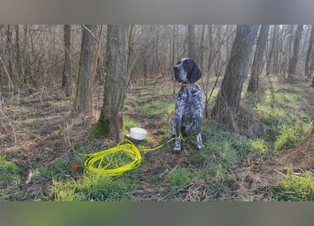 Braque d'Auvergne (Auvergne Vorstehhund) Welpe