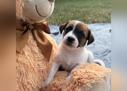 Jack Russel Terrier Welpen mit Stammbaum