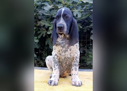 Braque d'Auvergne (Auvergne Vorstehhund) Welpe