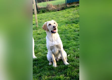 Liebevoller und kerngesunder Labrador Jungrüde in gelb sucht...