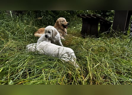 Wesensfeste leinenführige Golden Retriever Welpen mit Stammbaum