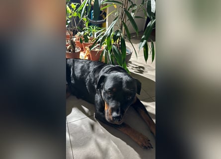 Katniss Rottweiler 8 Jahre alt