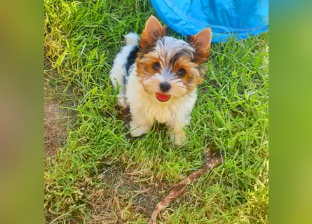 Kleiner Biewer Yorkshire Terrier Welpe a la Pom Pon tricolor / reinrassig / selten Rüde