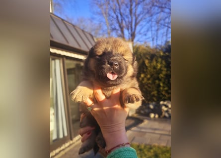 Eurasier