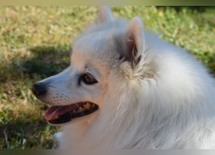 Japan Spitz Welpe