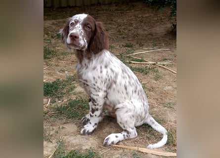English setter Rüde