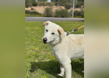 Lucio: Traumhund ohne Wenn und Aber