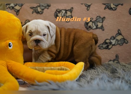 Wunderschöne & Freiatmende Englische Bulldogge Babys