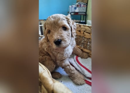 Labradoodlewelpen Rüden ab Mai abgabebereit