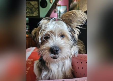 Shih Tzu Mix Welpen vom 18.03.25