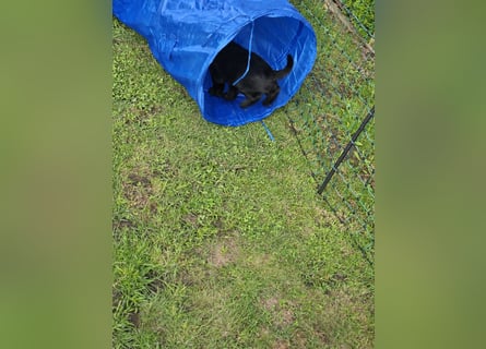 Riesenschnauzer schwarz Welpen des A-Wurf's am 02.07.25 gefallen