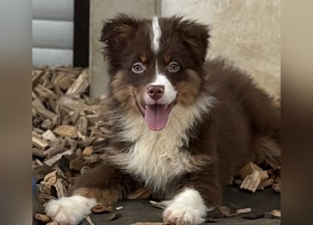 Tolle kleine Mini Australian Shepherd Welpen suchen Ihre Herzenfank