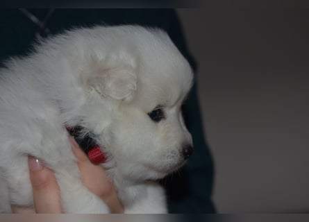 Japan Spitz Welpe