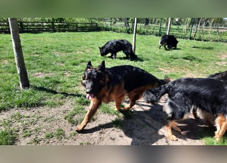 Langstockhaar Schäferhund  Rüde