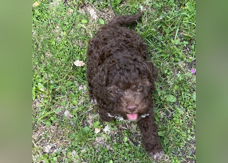 Lagotto - ein Herz aus Locken und Liebe