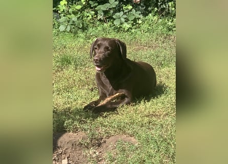 Labrador