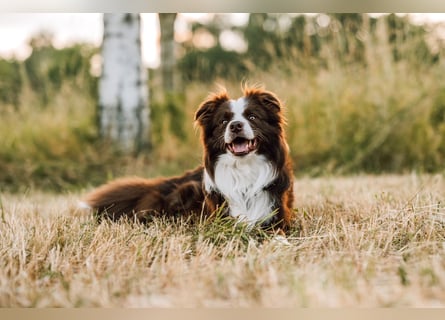 Wurf Ankündigung,  reinrassige Border Collie Welpen mit Papieren!!