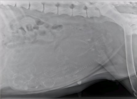 Riesenschnauzer schwarz Welpen des A-Wurf am 3.7.25 erwartete