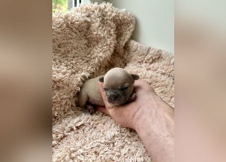 Gesunde Sportliche Französische Bulldoggen aus Familienzucht!