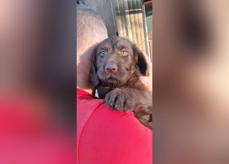 Labradoodle Welpen