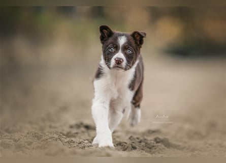 Border Collies