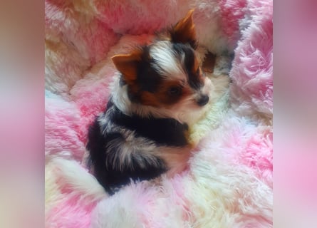 Biewer Yorkshire Terrier, Welpe,Rüde, reinrassig sehr selten